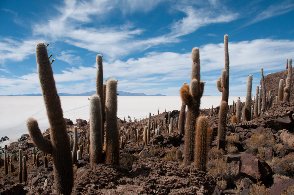Beautiful shot of cacti near the salt flat in Isla Incahuasi, Bolivia