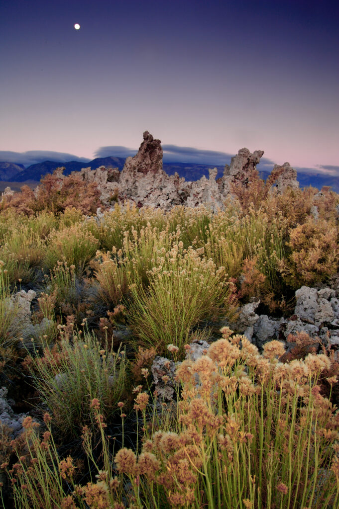 Amazing shot of different plants growing in a mountain landscape during a sunset