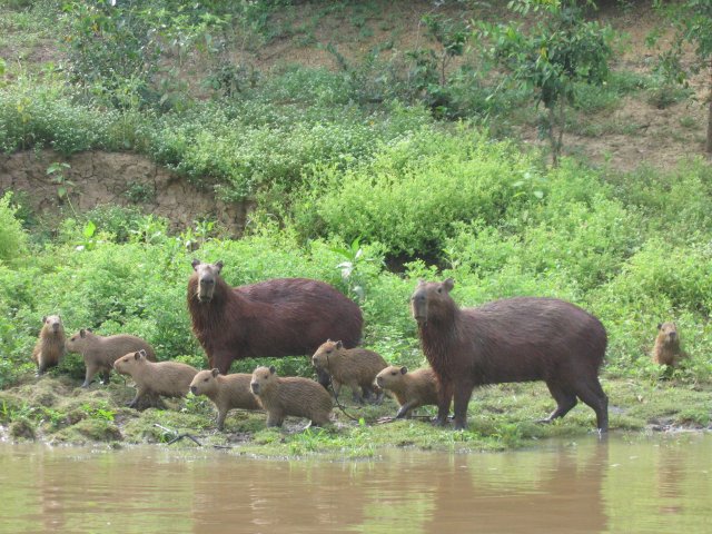 Capybara_Bolivie