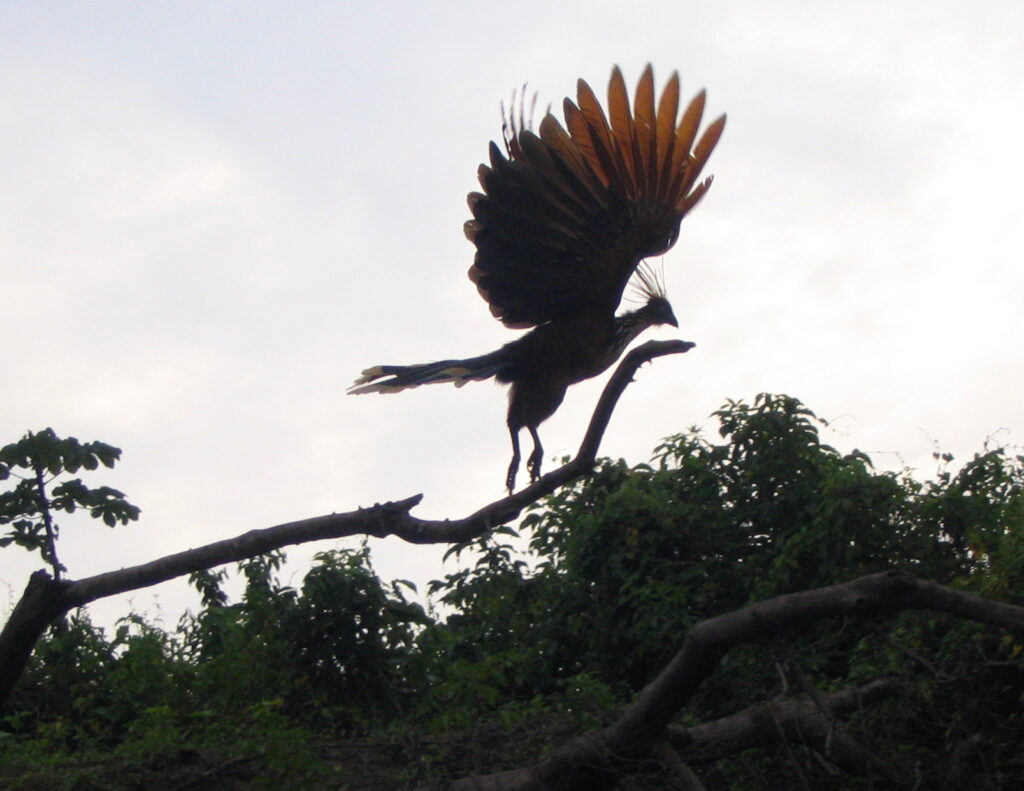 Rurrenabaque_Bolivia_-_The_Amazon