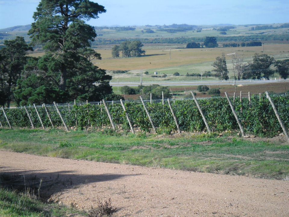 Viñedos_Uruguay