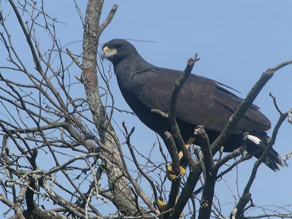 Buteogallus_urubitinga_NBII