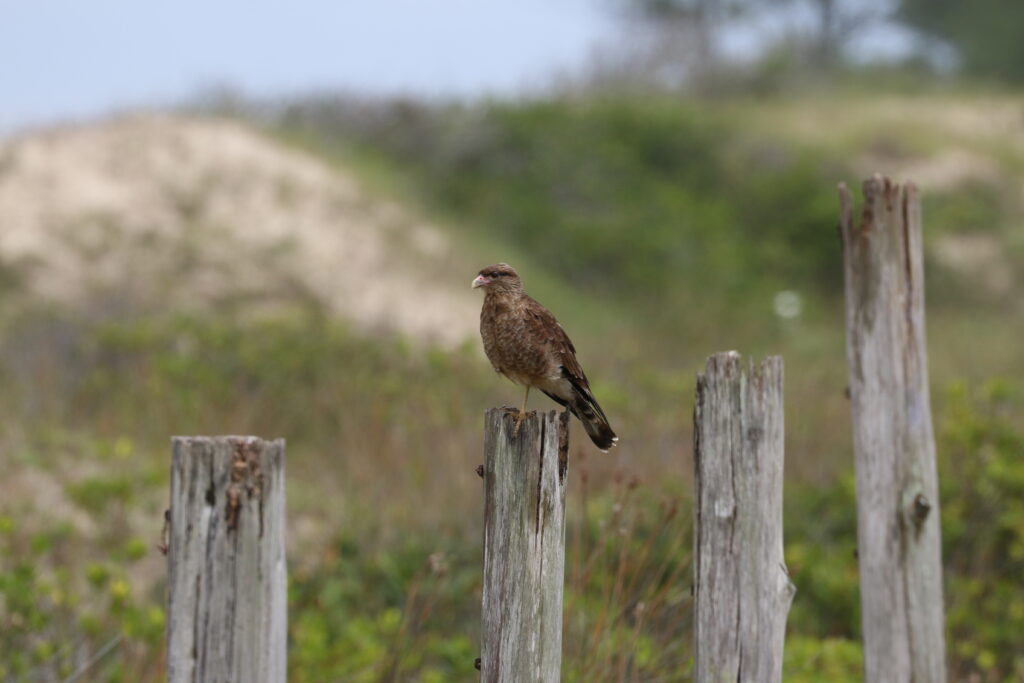 Chimango_Caracara_Perching_(33552177022)