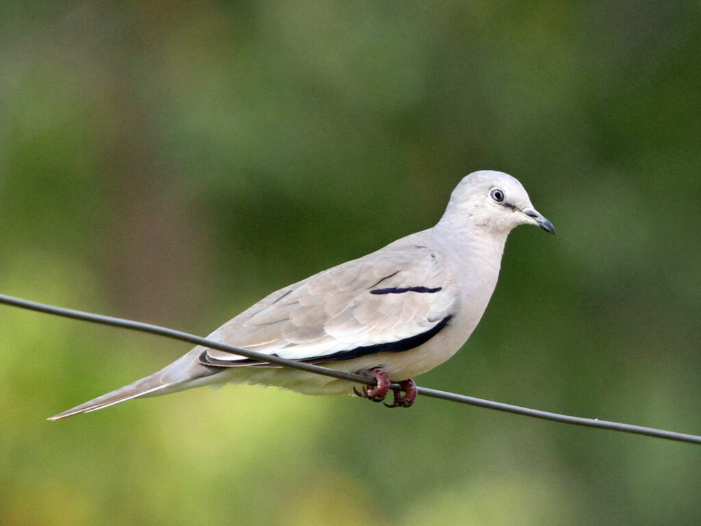 Picui_Ground_Dove,_Parque_San_Rafael,_Paraguay