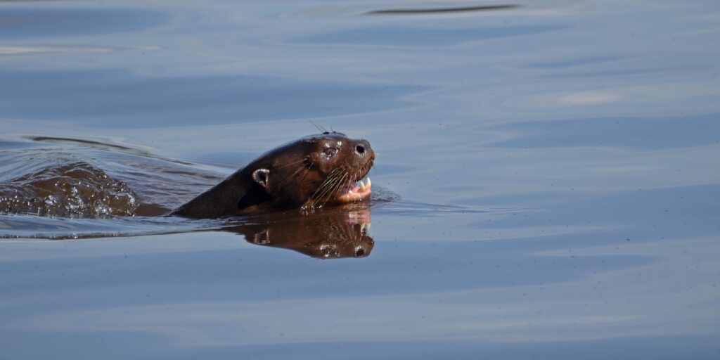 Giant_otter_in_Laguna_Cocococha_Peru_06