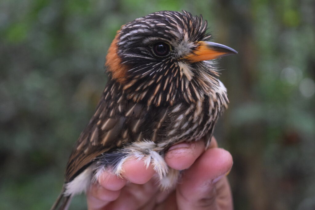 Malacoptila_semicincta_-_Ben_Hayden_-_26769260