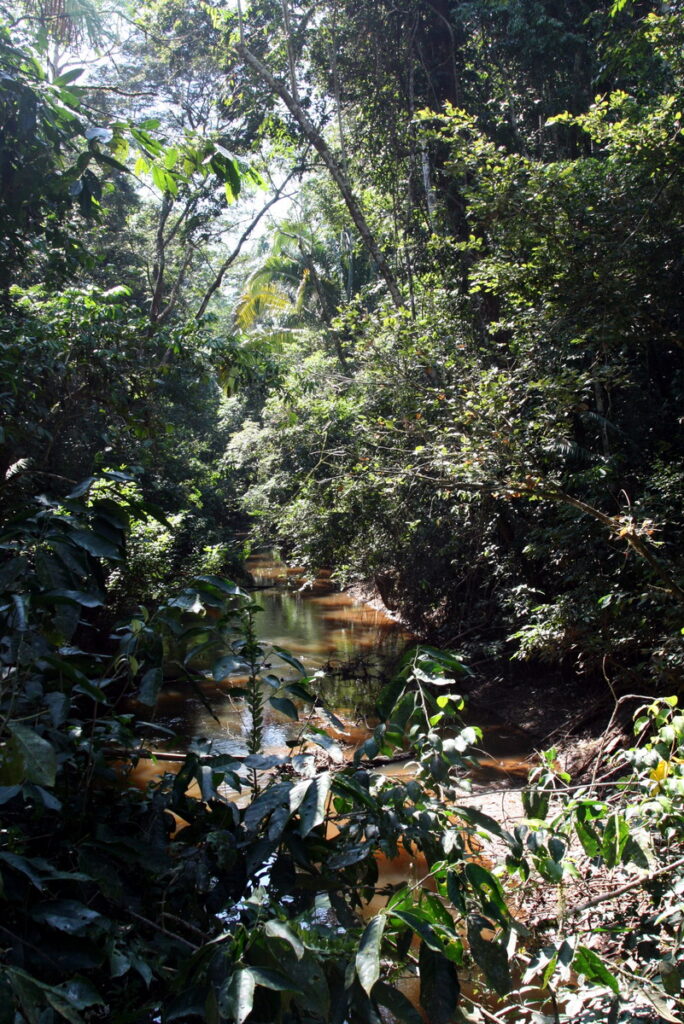 Tambopata_RainForest_(2868296103)